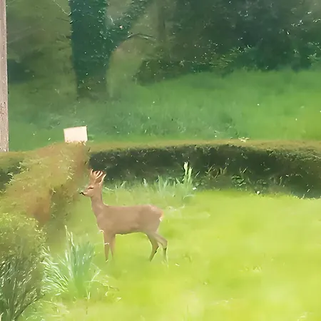 Escapade Verte Proche Loisirs Accommodatie bij particulieren Ploërmel